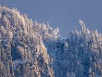 Abendlicht auf frisch verschneitem Bergwald